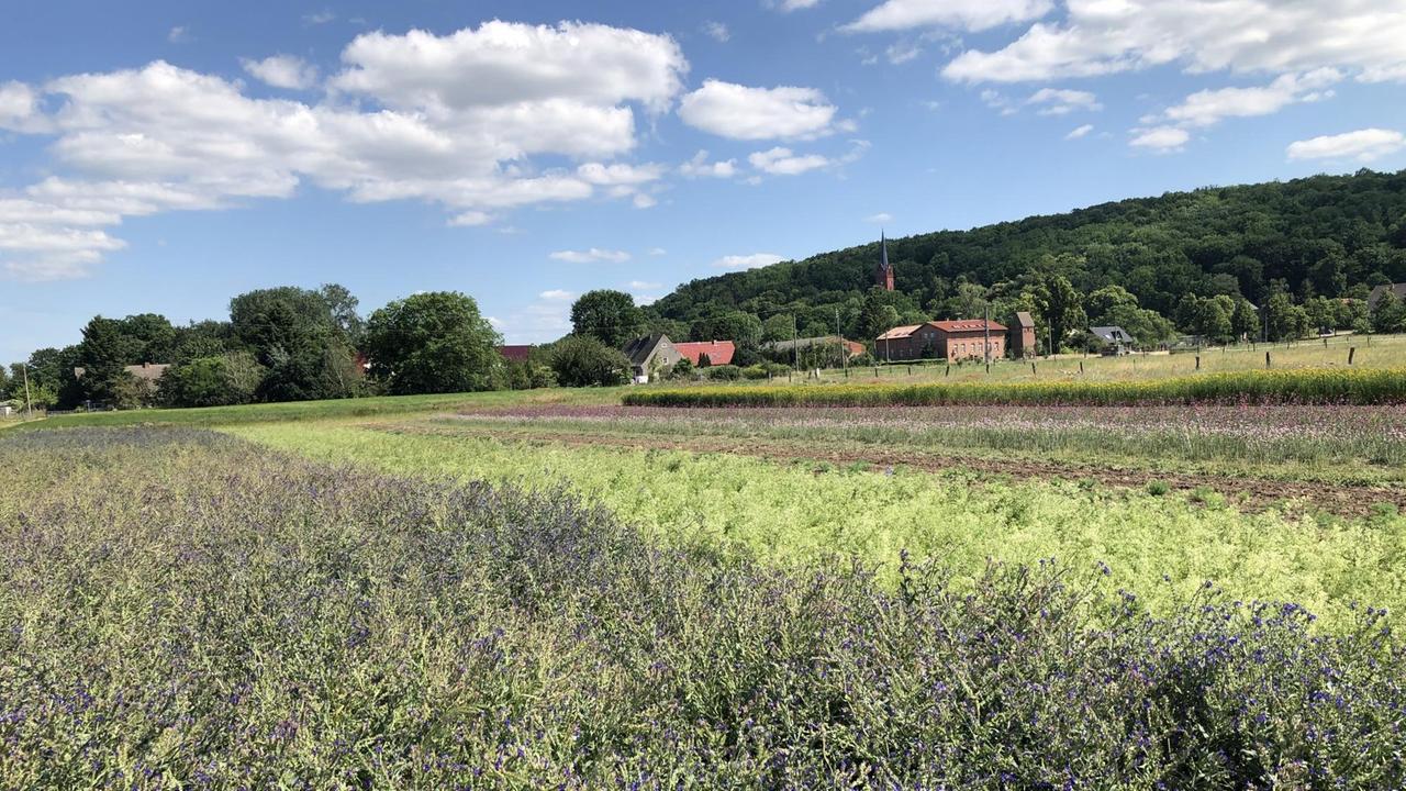 Wildblumenfeld der Züchterin Nina Keller vor einem Dorf im Oderbruch in Brandenburg. Wildblumenfeld der Züchterin Nina Keller vor einem Dorf im Oderbruch in Brandenburg.
