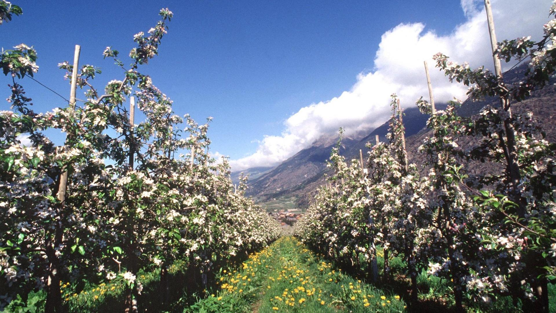 Apfelblüte der Sorte "Golden Delicious" auf einer Plantage im Vinschgau in Südtirol. Apfelblüte der Sorte "Golden Delicious" auf einer Plantage im Vinschgau in Südtirol.