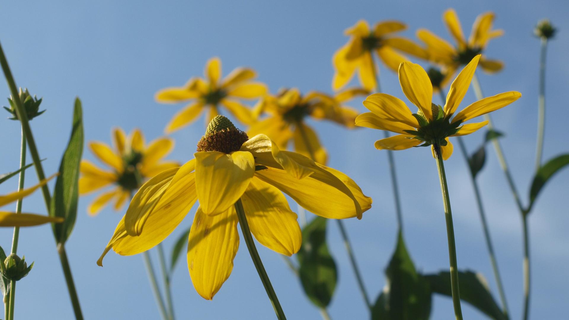 Gelbe Blumen auf einer Wiese Gelbe Blumen auf einer Wiese