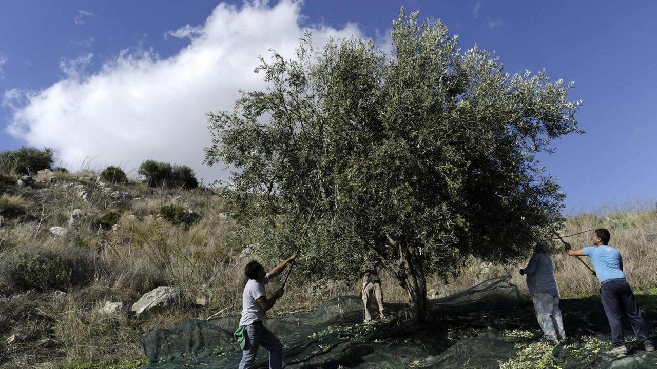 Olivenernte in Sizilien Olivenernte in Sizilien