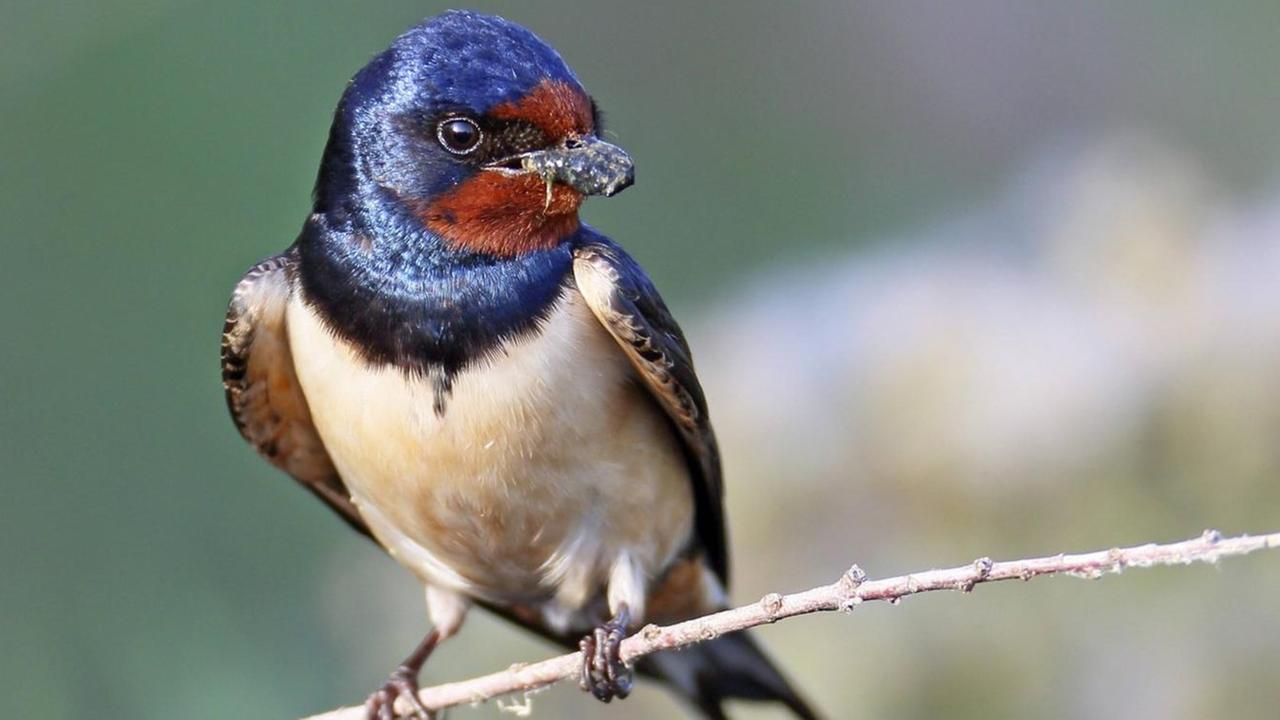 Farbfoto einer Rauchschwalbe sitzt auf einem Zweig mit Nestmaterial im Schnabel Farbfoto einer Rauchschwalbe sitzt auf einem Zweig mit Nestmaterial im Schnabel