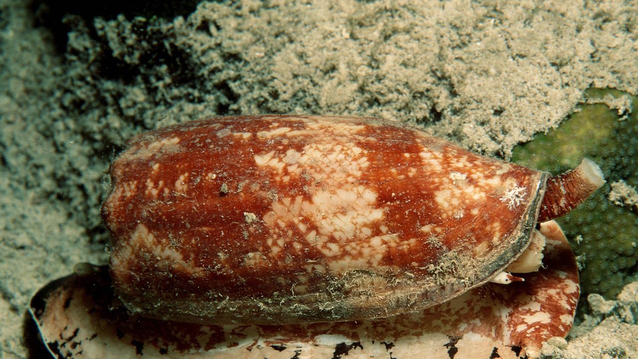 Eine Landkartenkegelschnecke Eine Landkartenkegelschnecke
