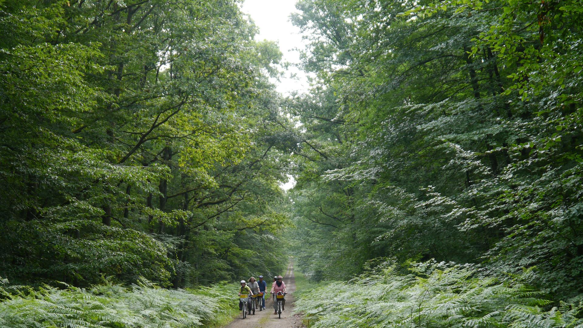 Radfahrer im Wald von Tronçais in der Auvergne. Radfahrer im Wald von Tronçais in der Auvergne.