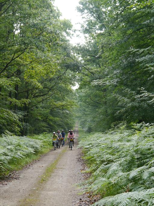 Radfahrer im Wald von Tronçais in der Auvergne.