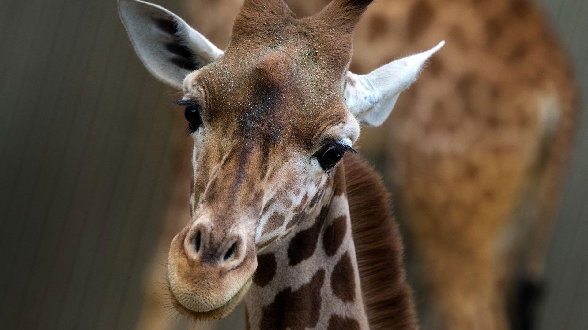 Giraffenweibchen Gaia im Giraffenhaus im Zoo in Dresden (Sachsen) Giraffenweibchen Gaia im Giraffenhaus im Zoo in Dresden (Sachsen)