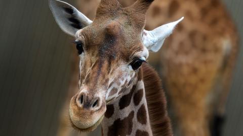 Giraffenweibchen im Zoo