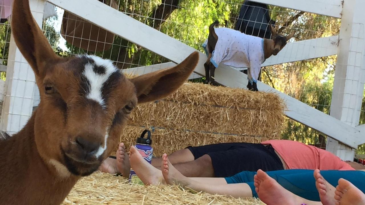 "Goat Yoga", Yoga mit Ziegen ist der neueste Trend aus den USA. "Goat Yoga", Yoga mit Ziegen ist der neueste Trend aus den USA.