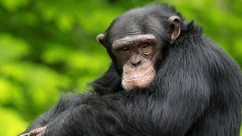 Im Zirkus wurde ein Schimpanse ermordert