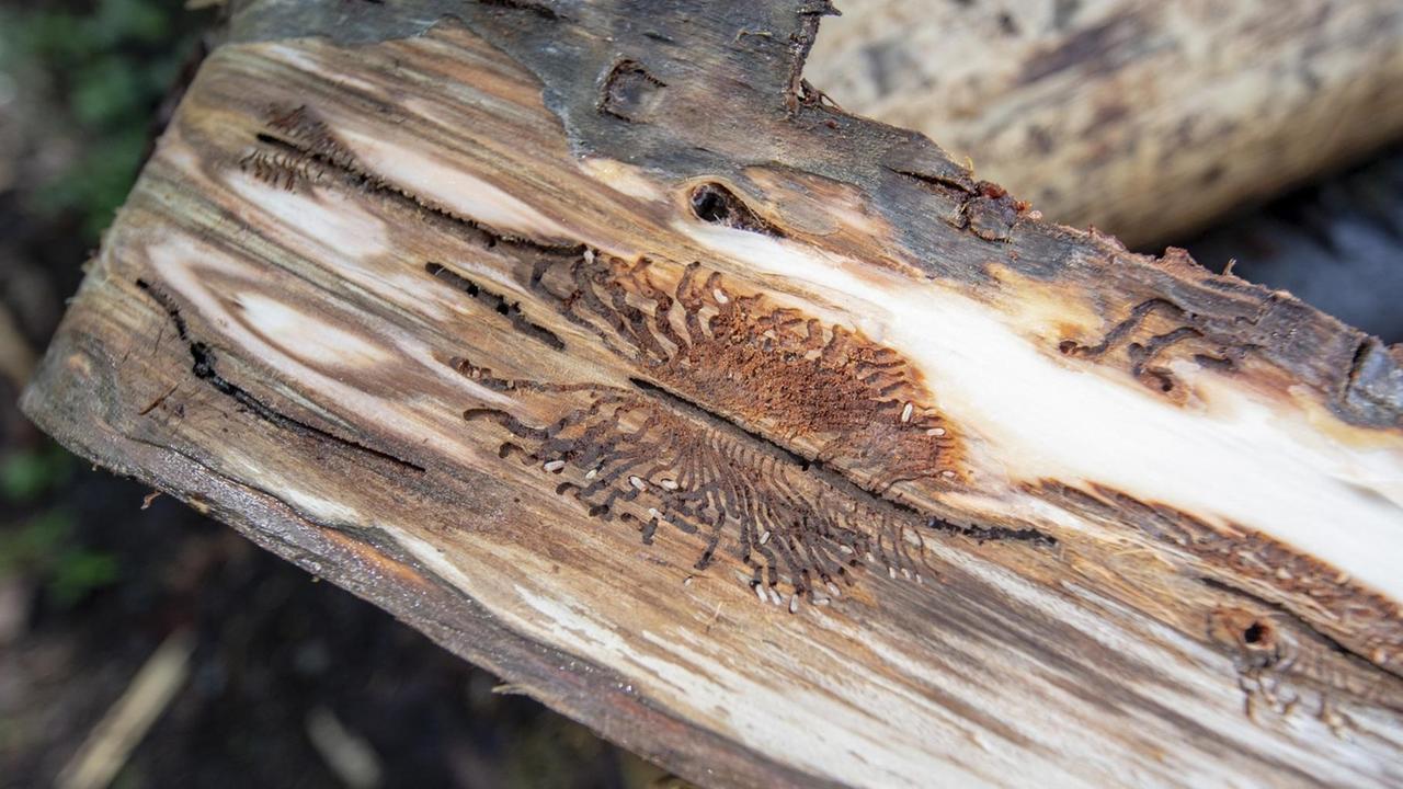 Larvennest von Borkenkäfern unter der Baumrinde Larvennest von Borkenkäfern unter der Baumrinde