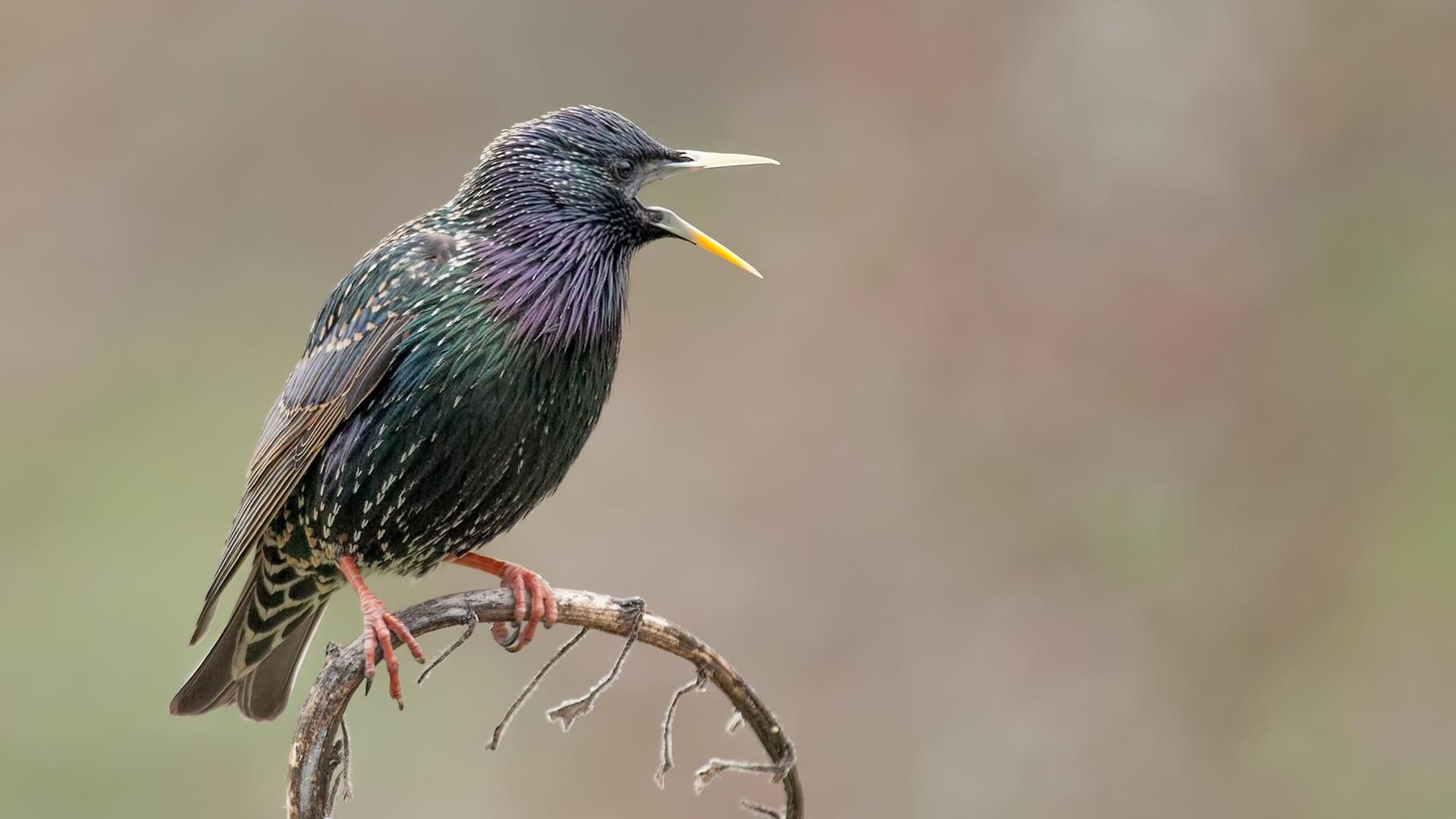 Vogel Star Wildlife Vogel Star Wildlife