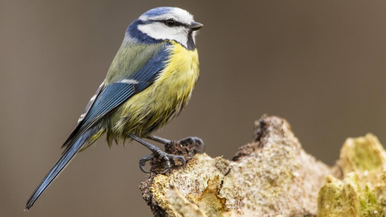 Germany, Hesse, Blue tit perching on tree trunk PUBLICATIONxINxGERxSUIxAUTxHUNxONLY SRF000069 Germany Hesse Blue Tit perching ON Tree Trunk PUBLICATIONxINxGERxSUIxAUTxHUNxONLY SRF000069 Germany, Hesse, Blue tit perching on tree trunk PUBLICATIONxINxGERxSUIxAUTxHUNxONLY SRF000069 Germany Hesse Blue Tit perching ON Tree Trunk PUBLICATIONxINxGERxSUIxAUTxHUNxONLY SRF000069