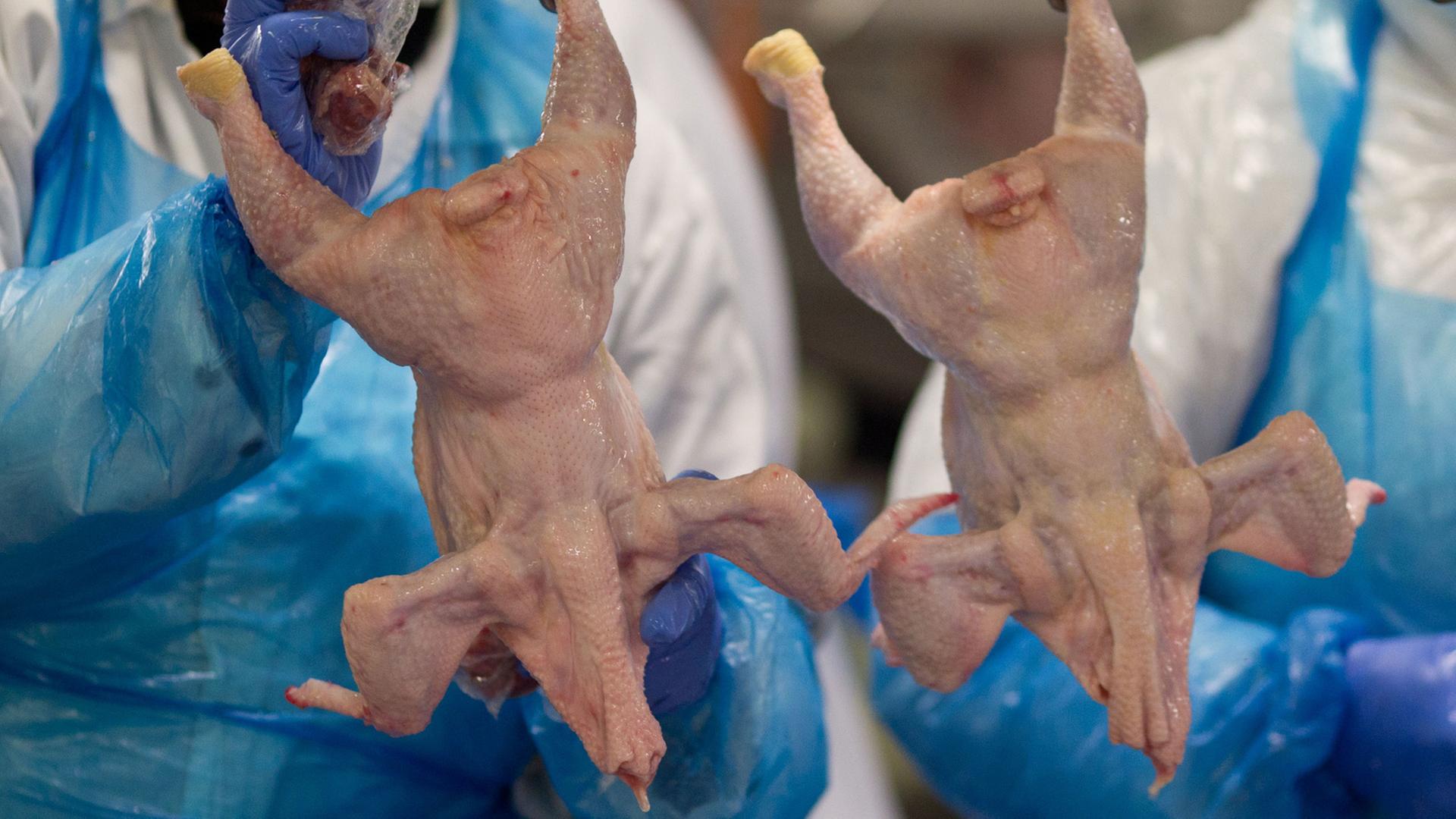 Geflügel-Schlachterei: Mitarbeiterinnen packen gerade Beutel mit Innereien in Brathähnchen. Geflügel-Schlachterei: Mitarbeiterinnen packen gerade Beutel mit Innereien in Brathähnchen.