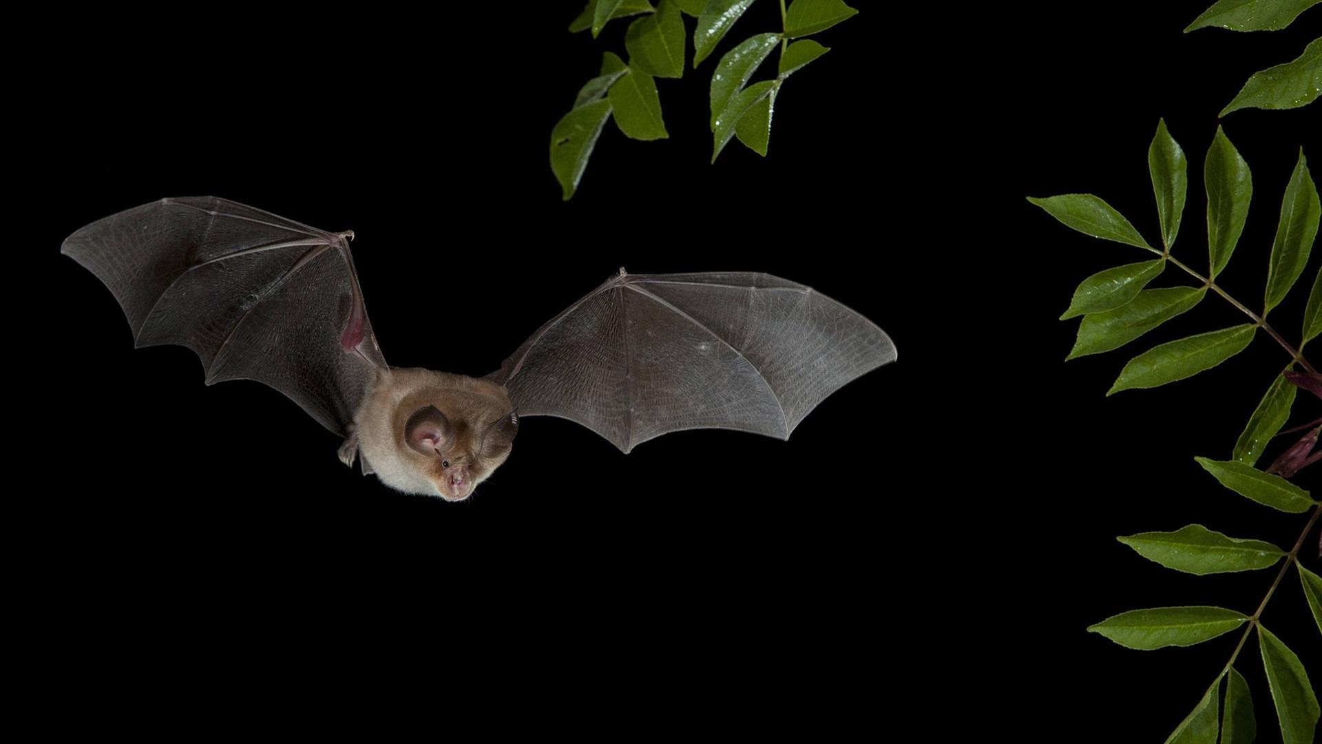 Eine Mittelmeer-Hufeisennase (Rhinolophus euryale) im Flug Eine Mittelmeer-Hufeisennase (Rhinolophus euryale) im Flug