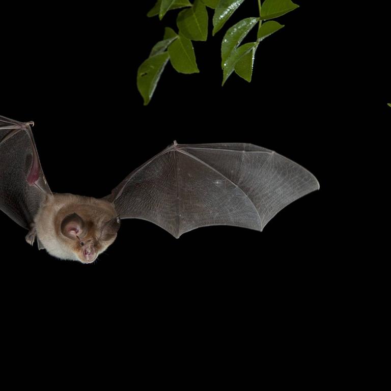 Eine Mittelmeer-Hufeisennase (Rhinolophus euryale) im Flug