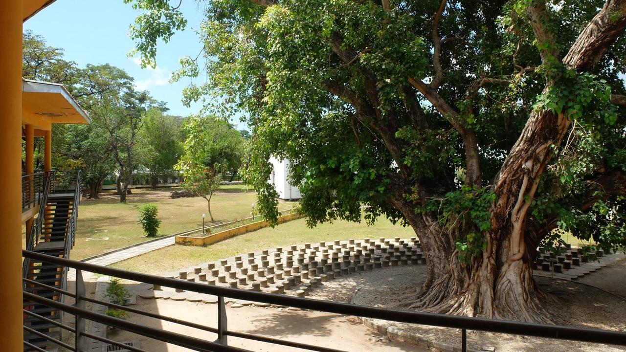 Ein Garten mit einem großen Lebensbaum in der Mitte im tansanischen Dar es Salaam. Ein Garten mit einem großen Lebensbaum in der Mitte im tansanischen Dar es Salaam.