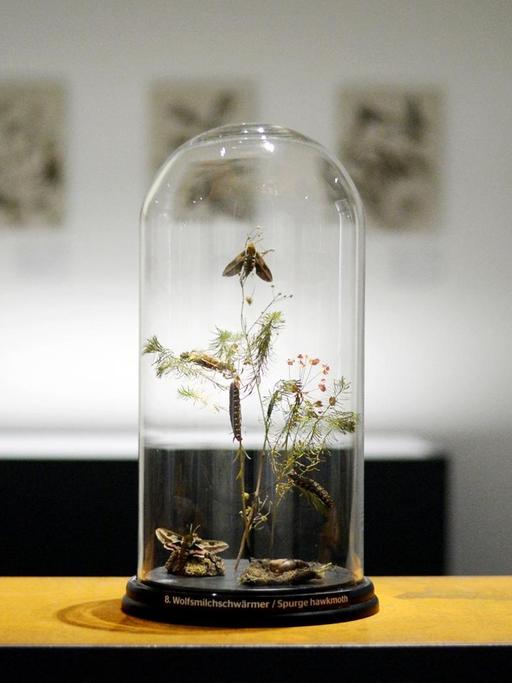 Verschiedene Präparate werden am 10.01.2017 in einem Ausstellungsraum des Museums Wiesbaden in Wiesbaden (Hessen) in Dioramen ausgestellt. Die Präparate wurden von der Naturkundlerin und Künstlerin Maria Sibylla Merian angefertigt.
