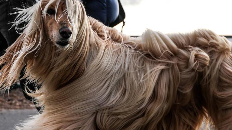 Ein Afghanischer Windhund beim Spaziergang in Brighton. Der Wind weht sein üppiges Fell durcheinander Ein Afghanischer Windhund beim Spaziergang in Brighton. Der Wind weht sein üppiges Fell durcheinander