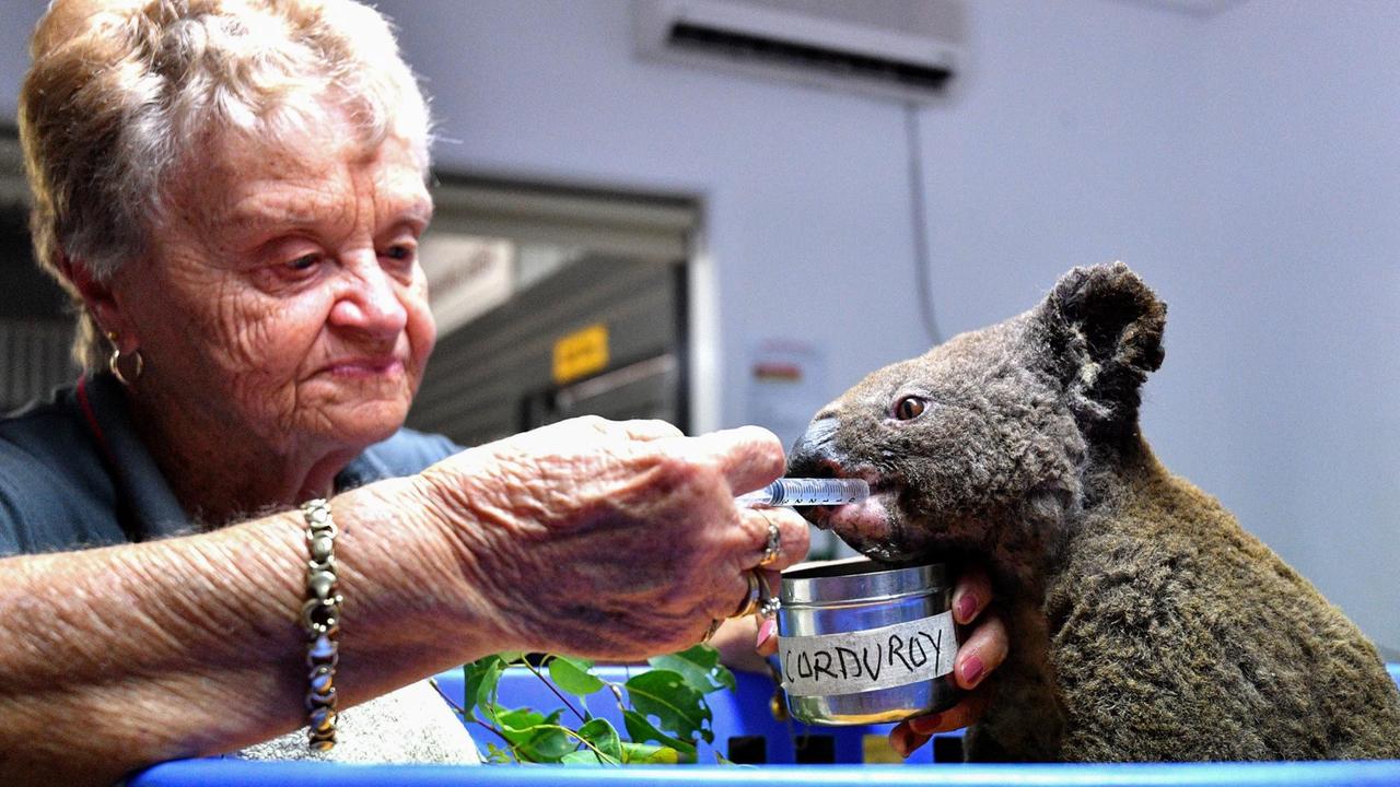 Eine Frau im australischen Port Macquarie versorgt einen bei den Buschbränden verletzten Koala. Eine Frau im australischen Port Macquarie versorgt einen bei den Buschbränden verletzten Koala.