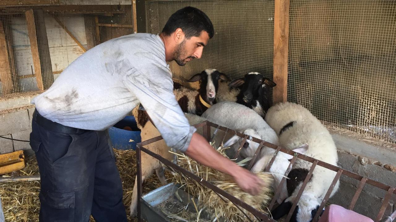 Mohammed Abu Awad füttert Schafe im Tahier-Zentrum Gush Etzion