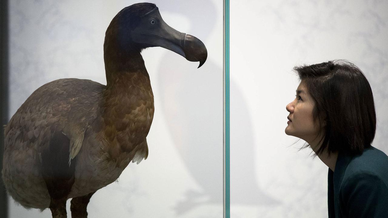 Ein Dodo-Exponat im Natural History Museum in London.