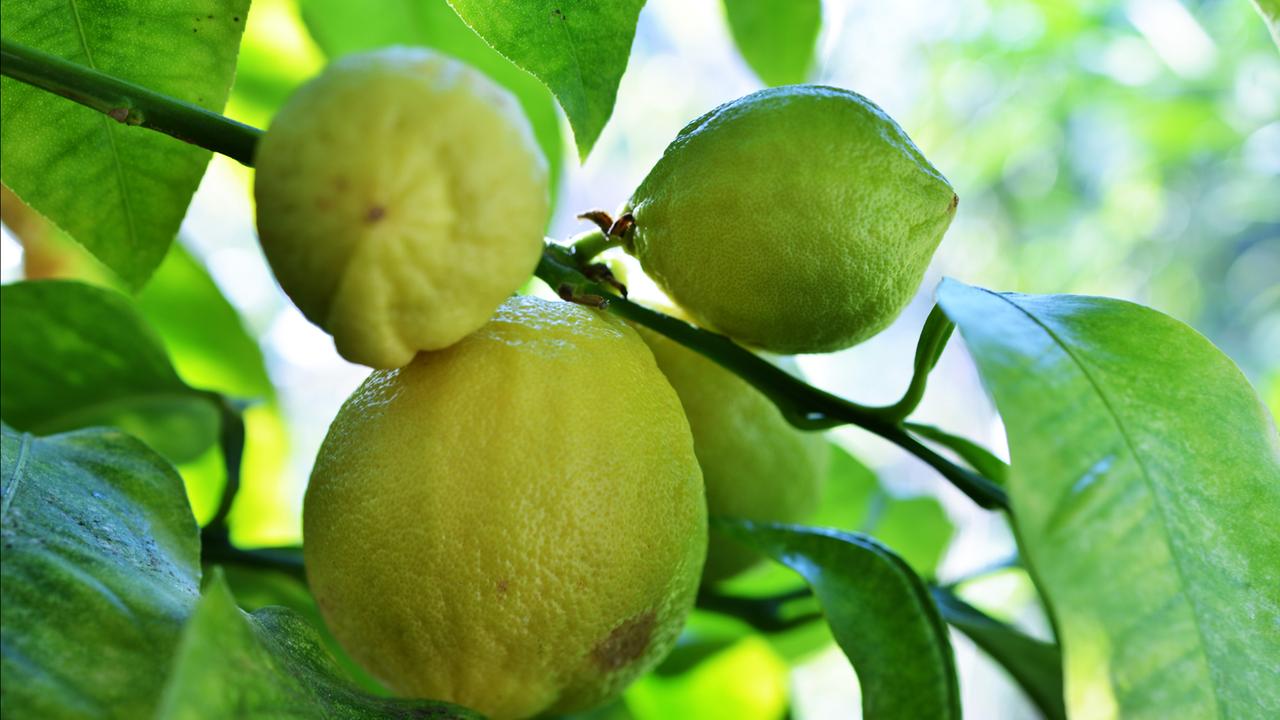 Citrusfrüchte in einem Wintergarten Citrusfrüchte in einem Wintergarten