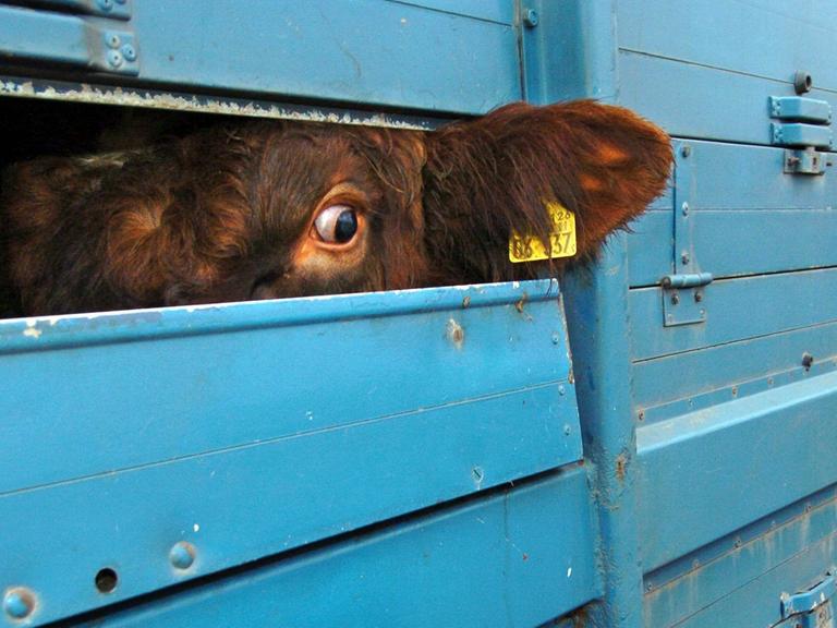 Ein Rind schaut während einer Polizeikontrolle eines Tiertransporters auf einem Parkplatz an der Autobahn 250 (Maschen-Lüneburg) verängstigt durch einen Belüftungsschlitz.