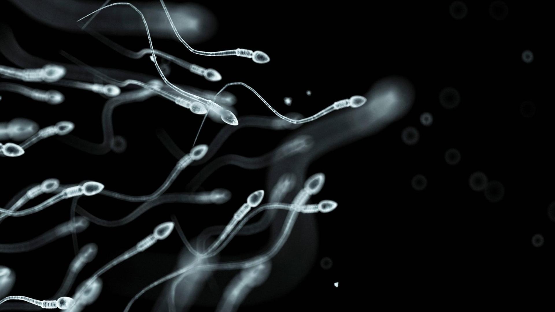 Menschliches Sperma auf dem Weg zur Eizelle. Menschliches Sperma auf dem Weg zur Eizelle.
