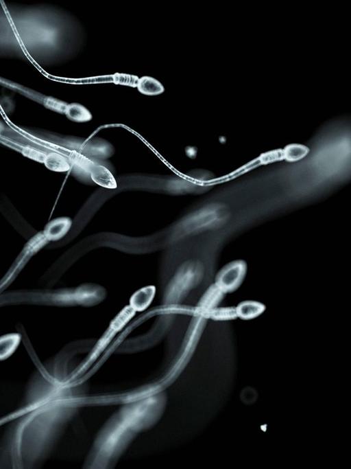 Menschliches Sperma auf dem Weg zur Eizelle.