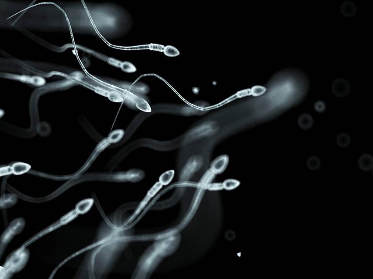 Menschliches Sperma auf dem Weg zur Eizelle.