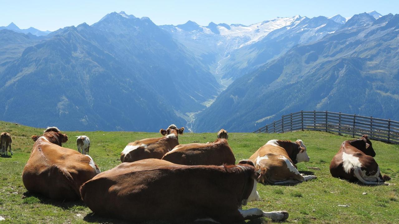Kühe auf einer Almwiese am Wildkogel in Österreich. Kühe auf einer Almwiese am Wildkogel in Österreich.