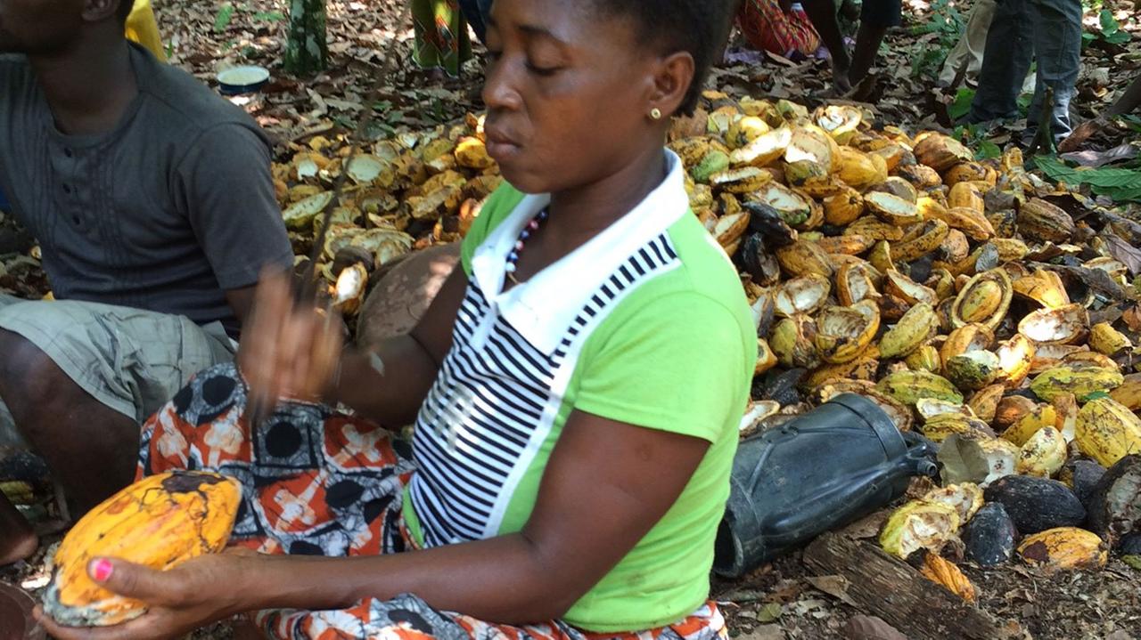 Arbeiterin spaltet eine Kakaobohne