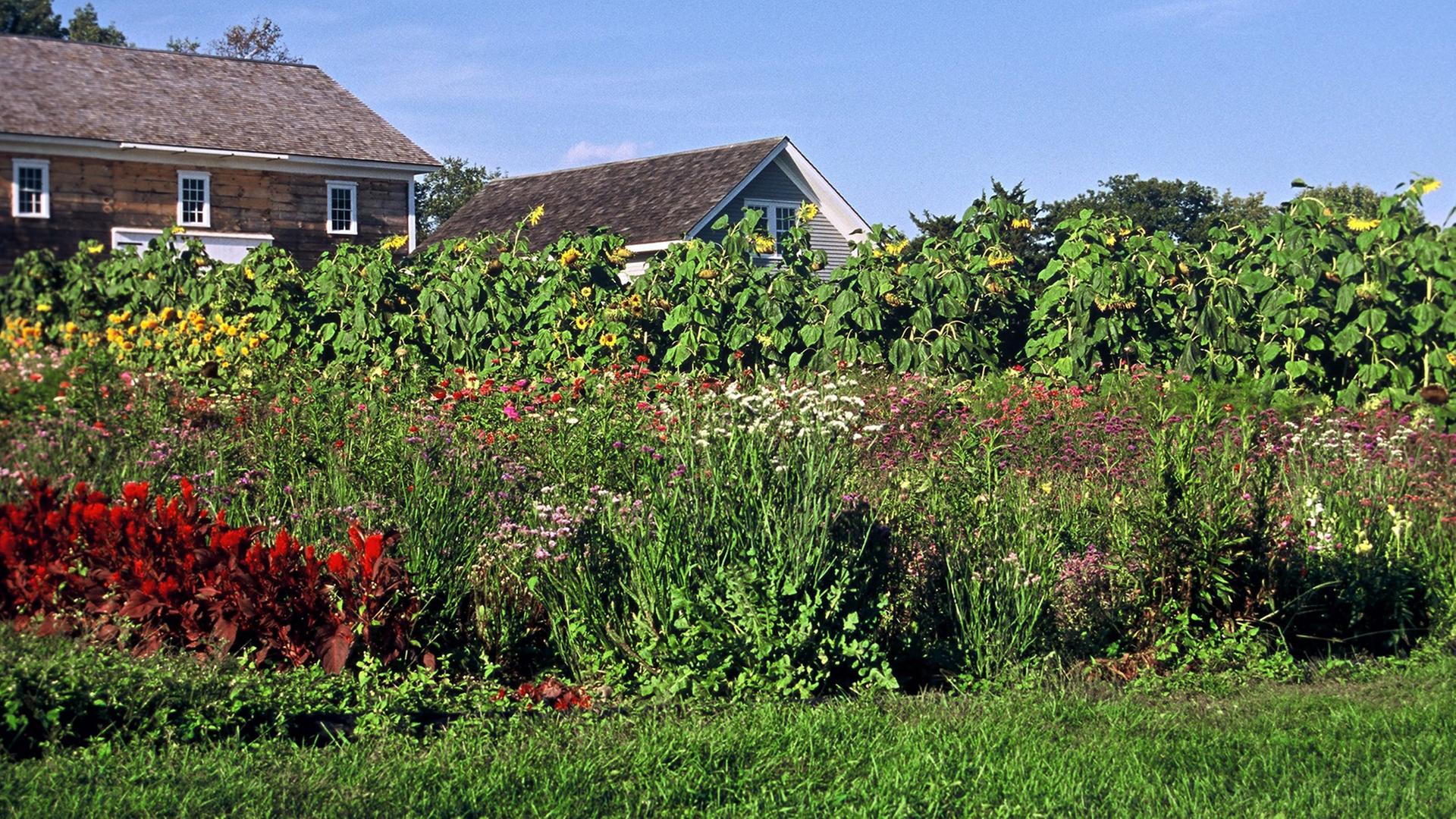 Der Garten im Shaker Village in Canterbury diente der Selbstversorgung. Das 1792 gegründete Dorf war 200 Jahre lang von der religiösen Shakergemeinschaft bewohnt. Der Garten im Shaker Village in Canterbury diente der Selbstversorgung. Das 1792 gegründete Dorf war 200 Jahre lang von der religiösen Shakergemeinschaft bewohnt.