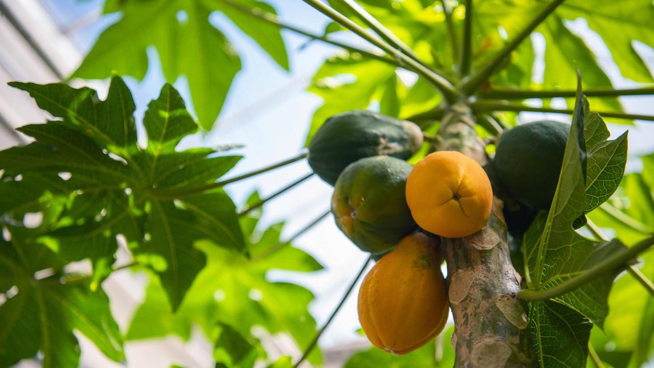 Detailaufnahme einer Papaya-Pflanze mit reifen Früchten.