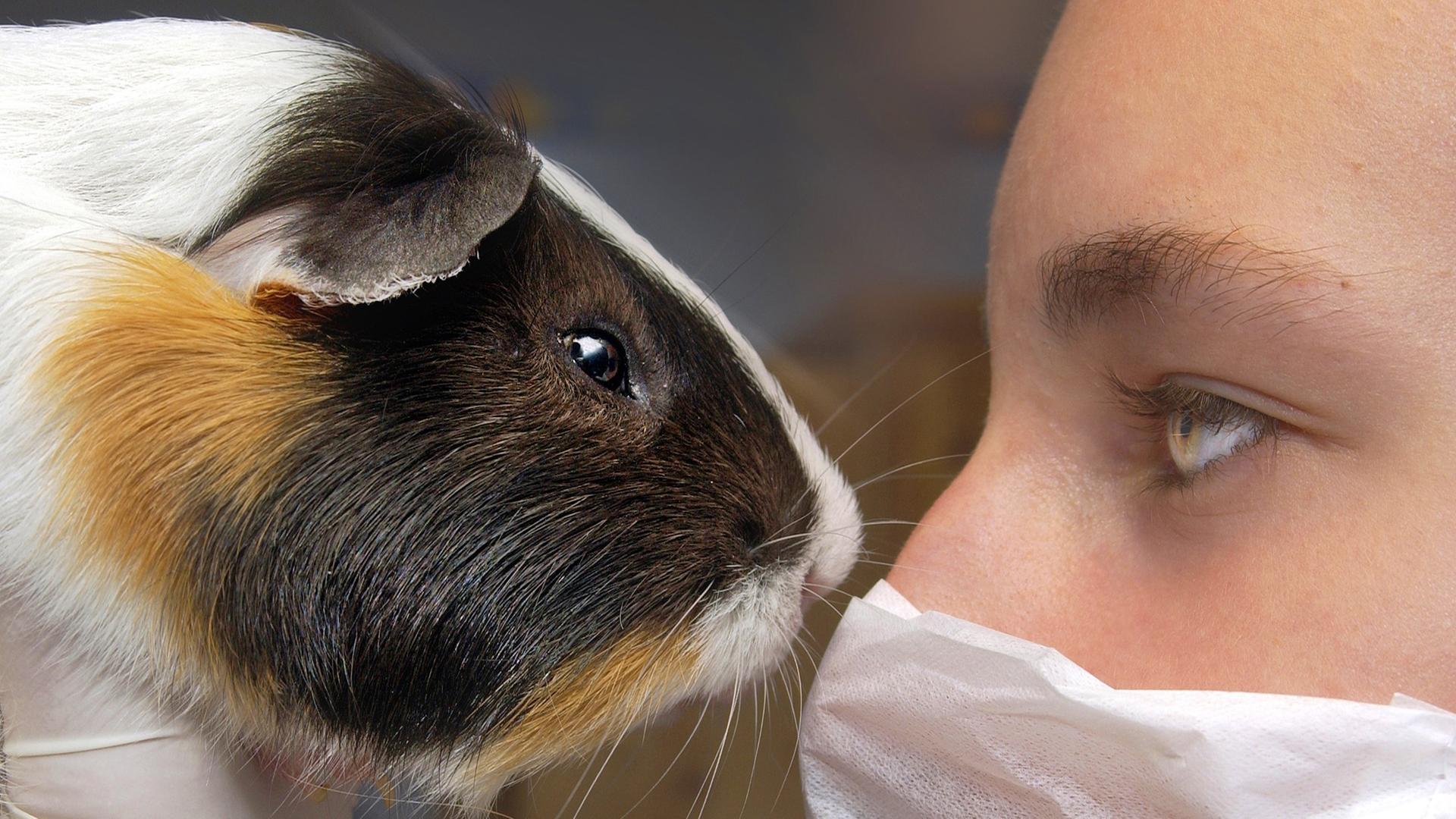 Eine Frau mit Gummihandschuhen und Mundschutz blickt in die Augen eines hochgehobenen Meerschweinchens. Eine Frau mit Gummihandschuhen und Mundschutz blickt in die Augen eines hochgehobenen Meerschweinchens.