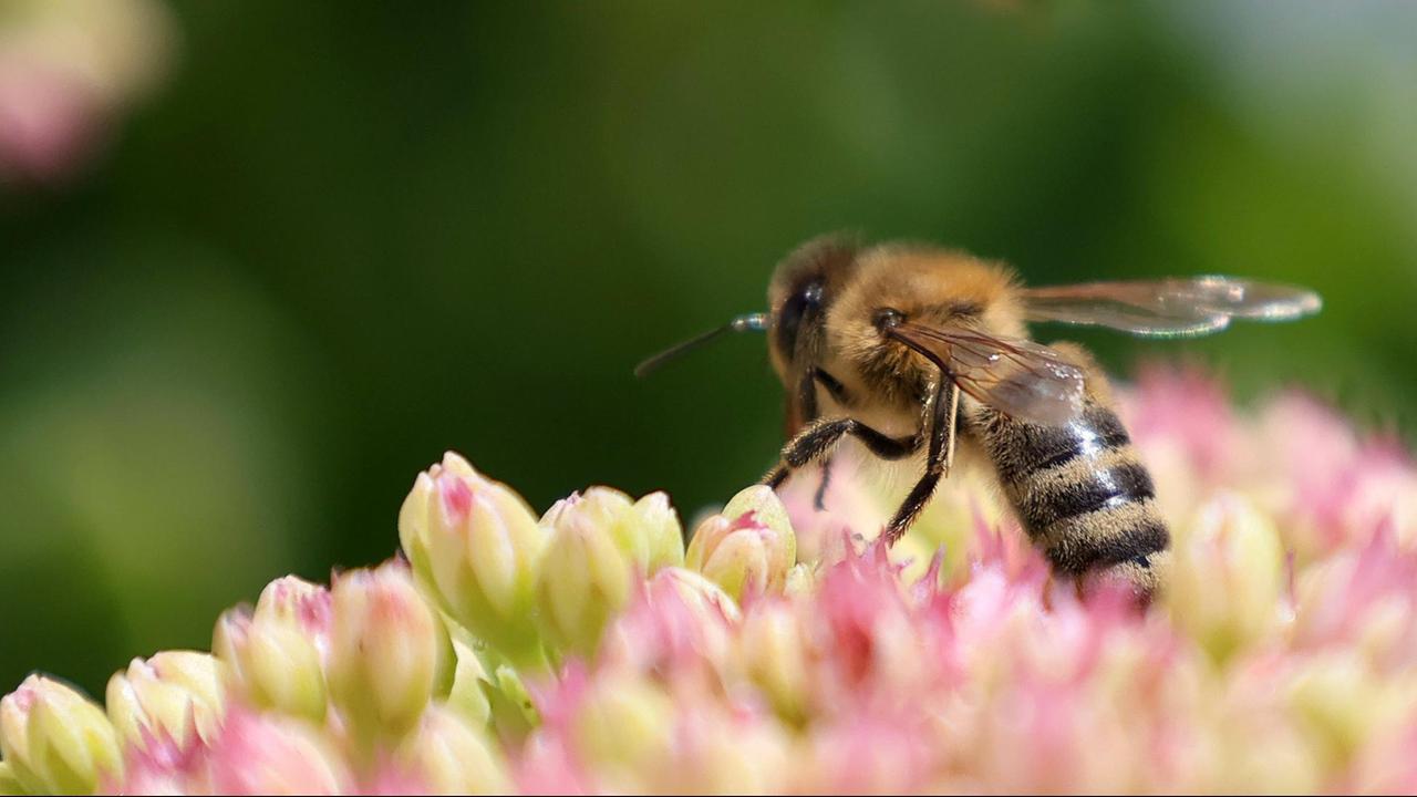Eine Biene sitzt auf einer Pflanze. 