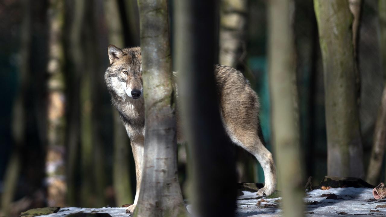 Ein Wolf schaut hinter Bäumen hervor. Ein Wolf schaut hinter Bäumen hervor.