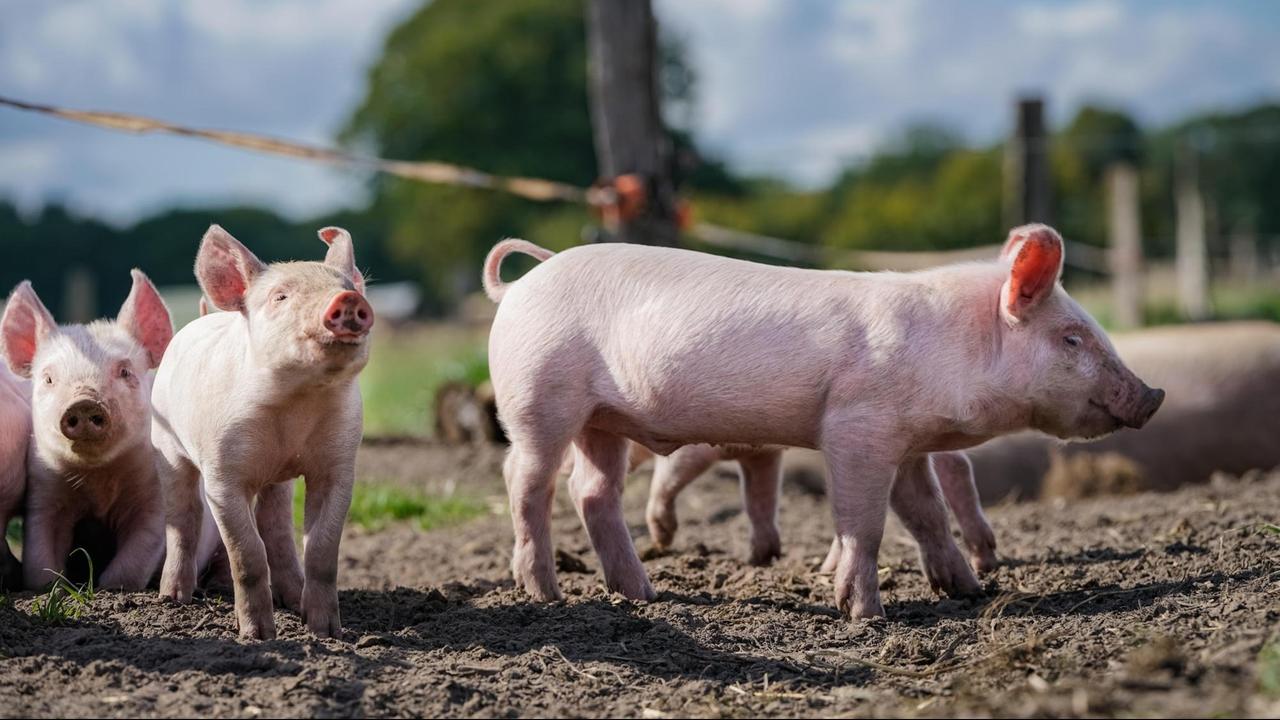 Outdoor-Schweinehaltung - Ferkel laufen frei auf einer Wiese umher.