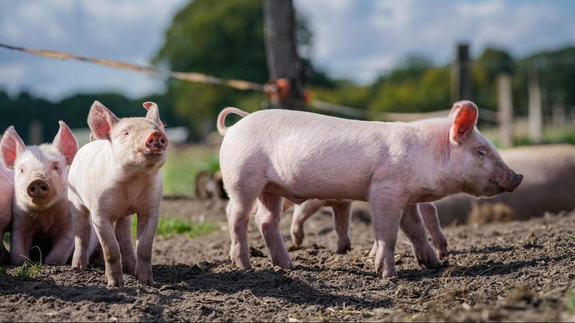 Ferkel laufen frei auf einer Wiese umher. Ferkel laufen frei auf einer Wiese umher.