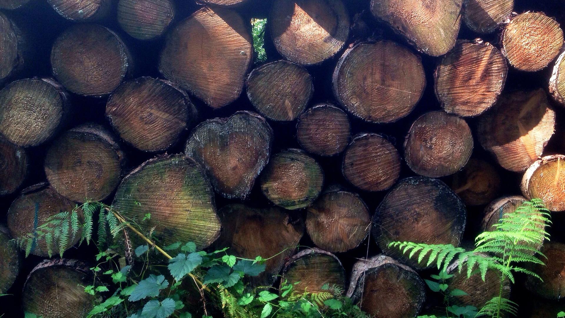 Baumstämme liegen gehäuft in einem Wald. Baumstämme liegen gehäuft in einem Wald.