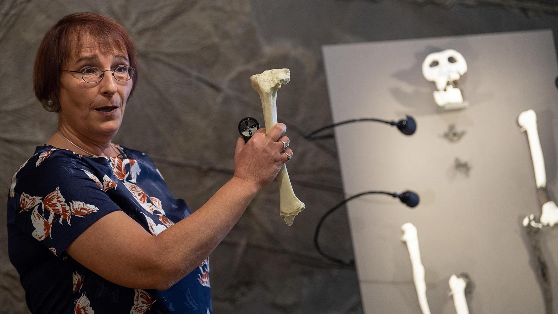 Madelaine Böhme, Professorin für Paläoklimatologie an der Universität Tübingen, steht neben Knochen der bisher unbekannten Primatenart Danuvius guggenmosi. Madelaine Böhme, Professorin für Paläoklimatologie an der Universität Tübingen, steht neben Knochen der bisher unbekannten Primatenart Danuvius guggenmosi.