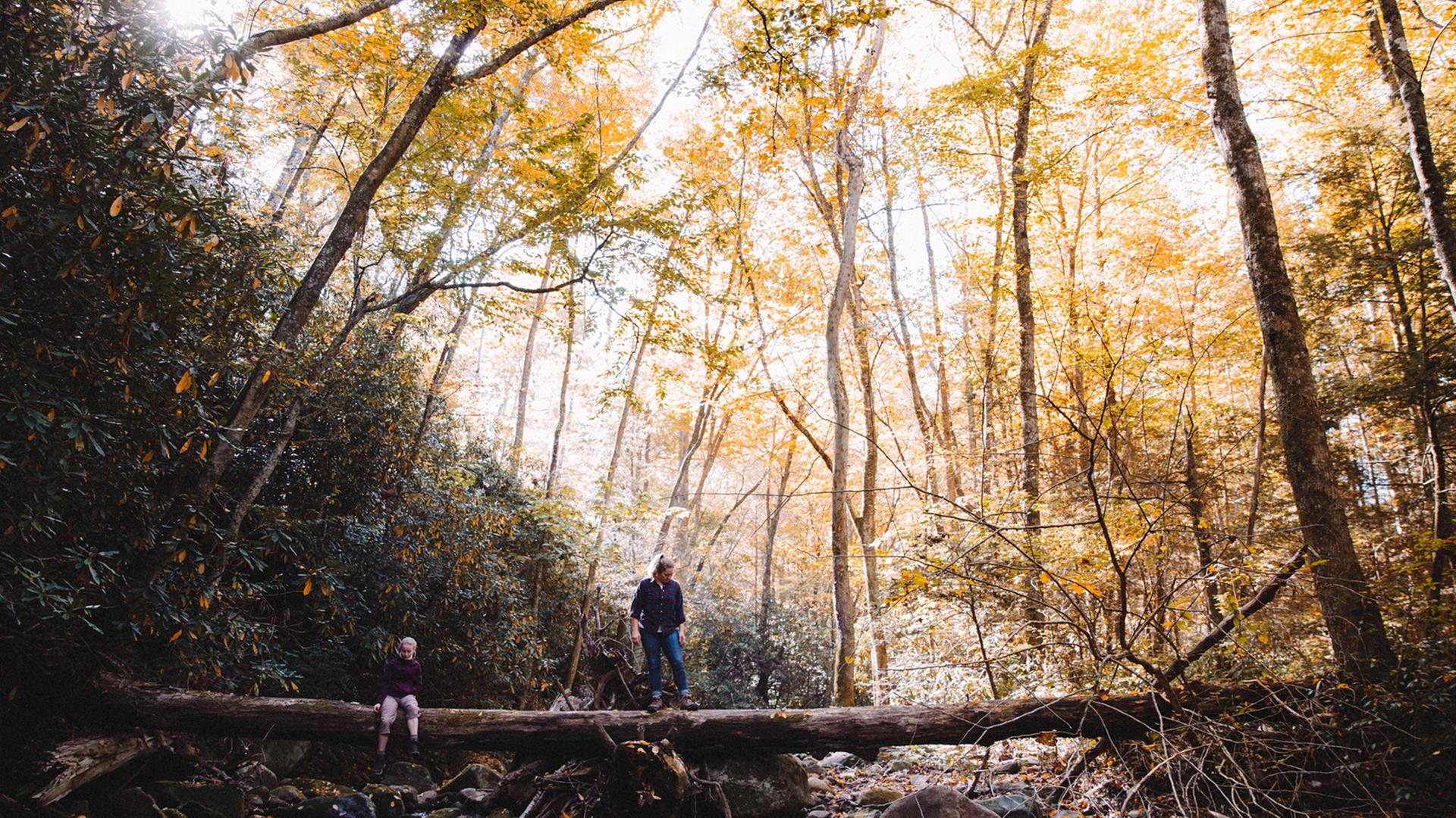 Eine Herbstszene im Wald. Eine Herbstszene im Wald.