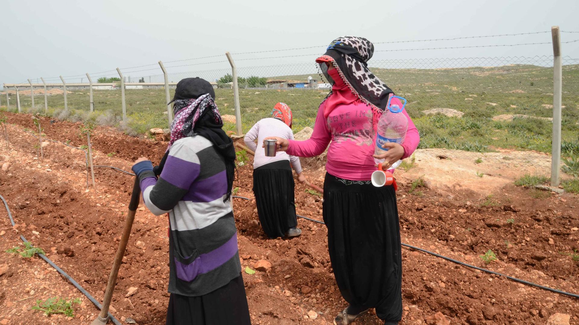 Syrische Erntehelfer nahe Adana: eine der Arbeiterinnen teilt Wasser aus. Gegen die sengende Sonne haben die Frauen die Gesichter vermummt. Syrische Erntehelfer nahe Adana: eine der Arbeiterinnen teilt Wasser aus. Gegen die sengende Sonne haben die Frauen die Gesichter vermummt.