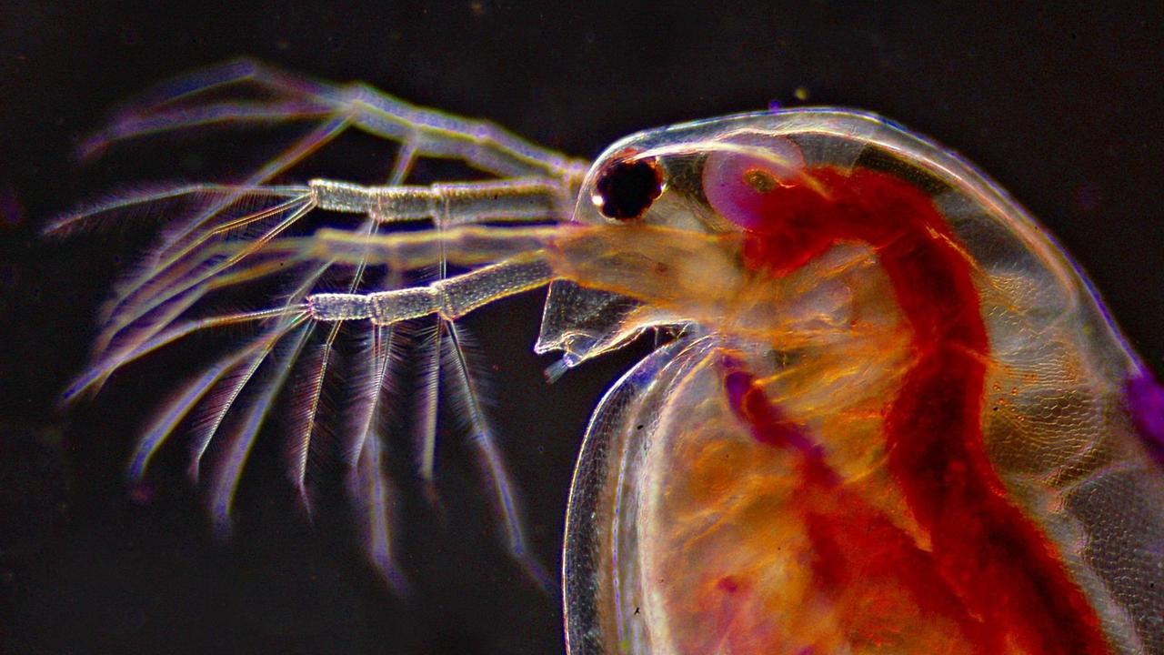 Großaufnahme eines Wasserflohs. Großaufnahme eines Wasserflohs.