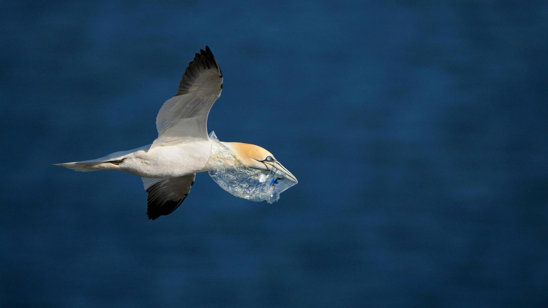 Einzelner Basstölpel im Flug mit Plastik im Schnabel auf Helgoland, blauer Hintergrund Einzelner Basstölpel im Flug mit Plastik im Schnabel auf Helgoland, blauer Hintergrund