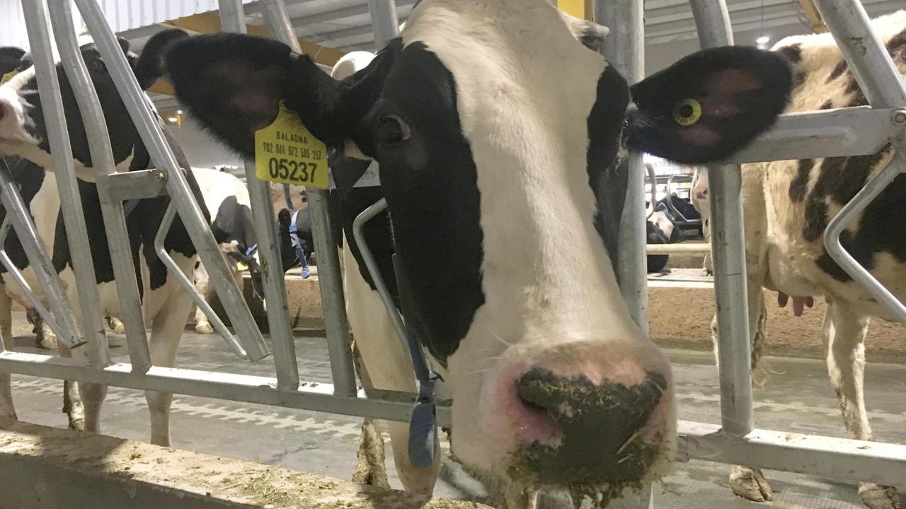 Eine Kuh der deutschen Rasse Friesisch-Holstein in einem Stall Eine Kuh der deutschen Rasse Friesisch-Holstein in einem Stall