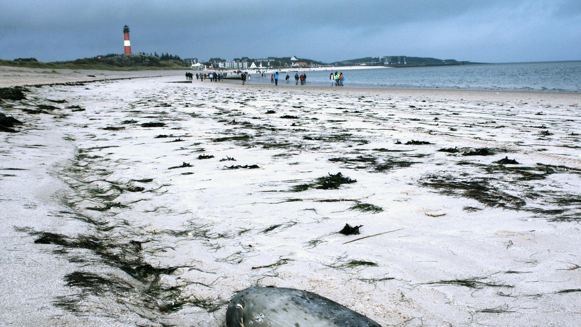 Ein toter Seehund liegt am 14.10.2014 am Strand von Hörnum (Schleswig-Holstein) auf der Nordseeinsel Sylt. Täglich finden Seehundjäger an den Stränden einiger Inseln derzeit tote Tiere - seit Oktober waren es 150. Ein toter Seehund liegt am 14.10.2014 am Strand von Hörnum (Schleswig-Holstein) auf der Nordseeinsel Sylt. Täglich finden Seehundjäger an den Stränden einiger Inseln derzeit tote Tiere - seit Oktober waren es 150.