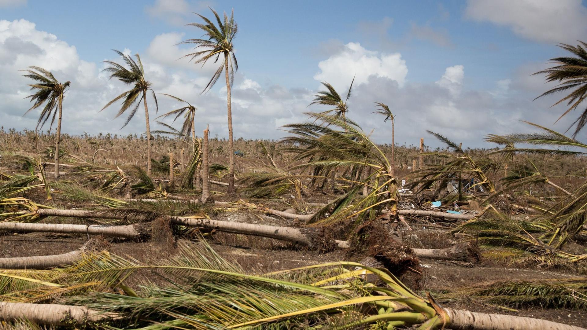 Umgeknickte Bäume: Zerstörung auf den Philippinen nach dem Taifun Haiyan. Umgeknickte Bäume: Zerstörung auf den Philippinen nach dem Taifun Haiyan.