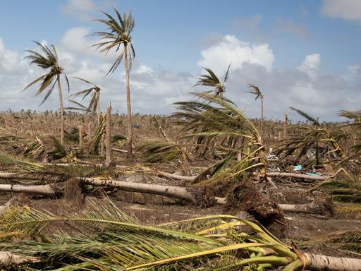Umgeknickte Bäume: Zerstörung auf den Philippinen nach dem Taifun Haiyan.