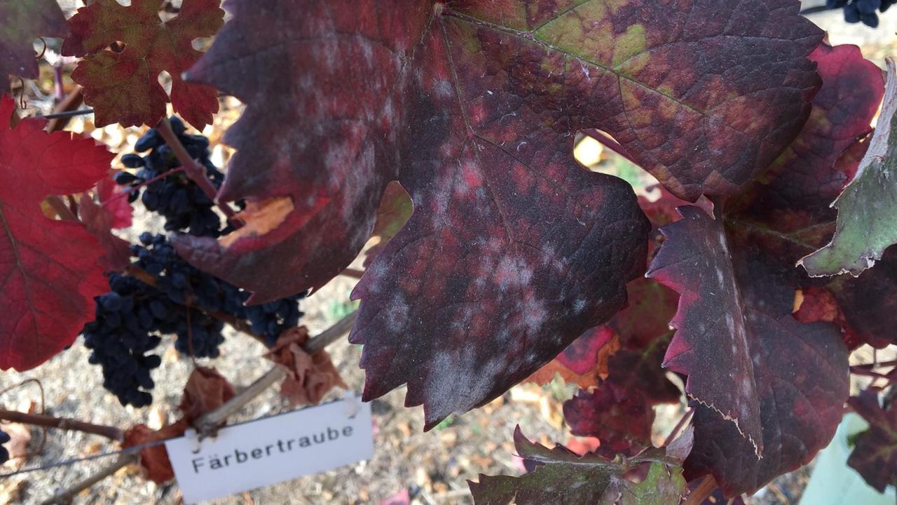 Weißliche Pilzflecken auf einem roten Weinblatt Weißliche Pilzflecken auf einem roten Weinblatt