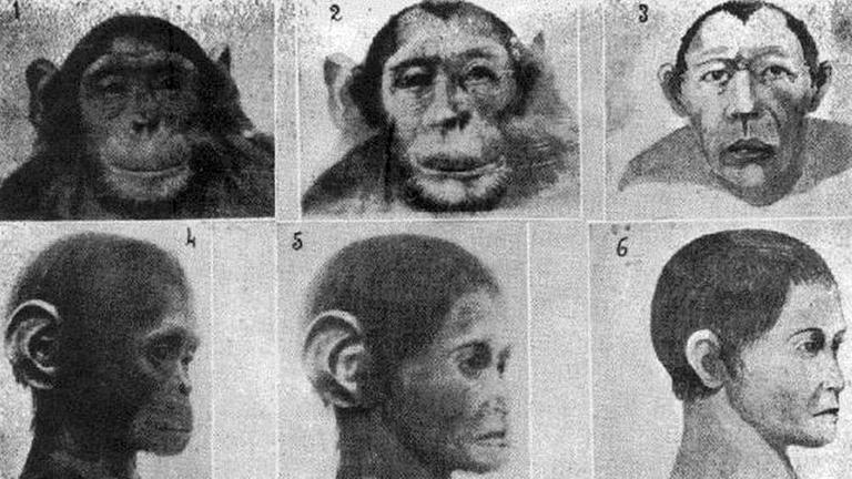 "Fotografien eines Hybriden", die ein mexikanischer Autor durch Überlagerung der fotografischen Bilder von Mensch (rechte Spalte) und Schimpanse (linke Spalte) erhalten hat. (Alfonso L. Herrera in Cuadernos de Cultura, 1933, Bd. 82, S. 16) "Fotografien eines Hybriden", die ein mexikanischer Autor durch Überlagerung der fotografischen Bilder von Mensch (rechte Spalte) und Schimpanse (linke Spalte) erhalten hat. (Alfonso L. Herrera in Cuadernos de Cultura, 1933, Bd. 82, S. 16)